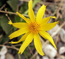Arnica flower