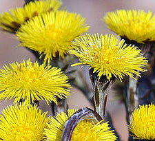 Coltsfoot herb