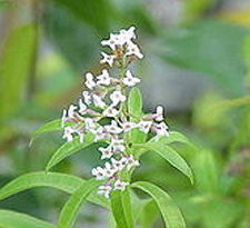 Lemon Verbana herb