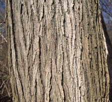 Slippery Elm inner bark