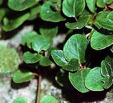 Partridgeberry herb