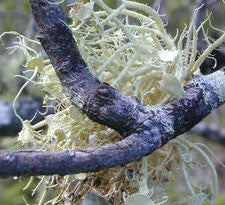 Usnea lichen