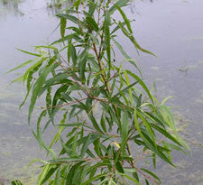 Willow bark