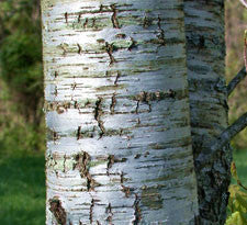 Wild Cherry bark