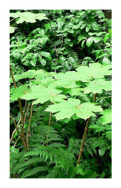 Devil's Club root bark 2 oz. Bulk Herb