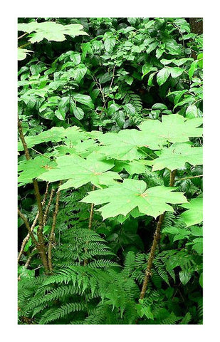 Devil's Club root bark 2 oz. Bulk Herb