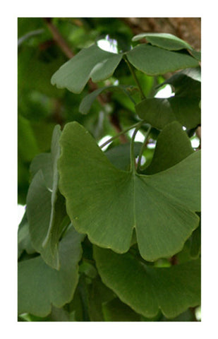 Ginkgo Leaf 2 oz. Bulk Herb