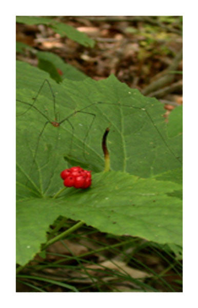 Goldenseal root cut 2 oz. Bulk Herb