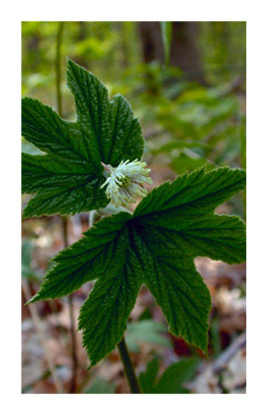 Goldenseal Root Powder 2 oz. Bulk