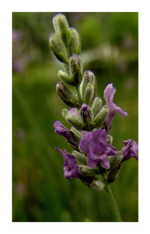 Lavender flower 2 oz. Bulk Herb