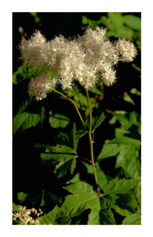 Meadowsweet Leaf & Flower 2 oz Bulk Herb