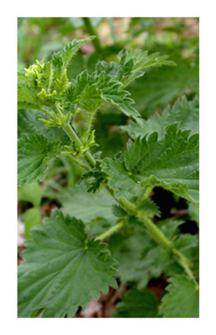 Nettle leaf 2 oz. Bulk Herb
