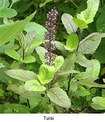 Tulsi leaf 2 oz. Bulk Herb