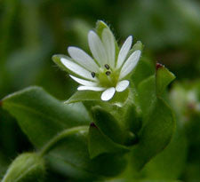Chickweed herb