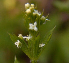 Cleavers herb