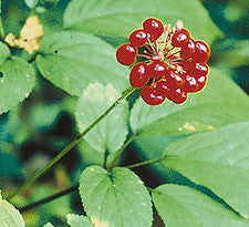 Ginseng, American root