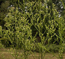 Horsetail herb