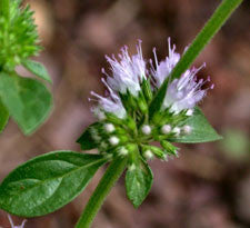 Pennyroyal herb