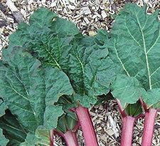 Turkey Rhubarb root