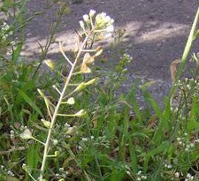 Shepherd's Purse herb