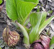 Skunk Cabbage root