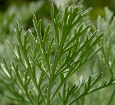 Wormwood herb
