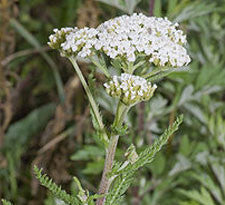 Yarrow flower tops