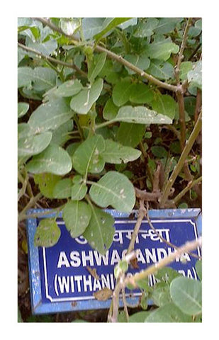Ashwaganda root 2 oz. Bulk Herb