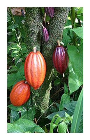 Cacao Nibs 2 oz. Bulk Herb