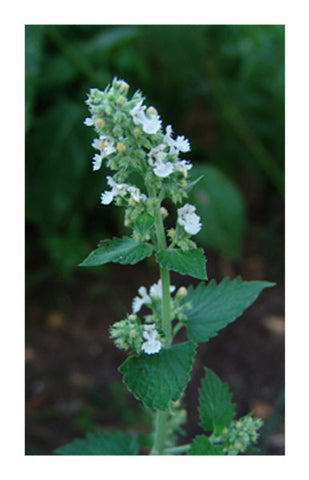 Catnip leaf & flower 2 oz. Bulk Herb