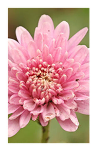 Chrysanthemum flower 2 oz. Bulk Herb