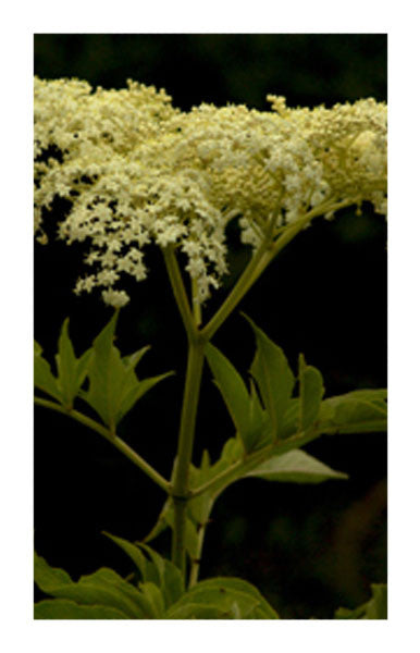 Elder flower 2 oz. Bulk Herb