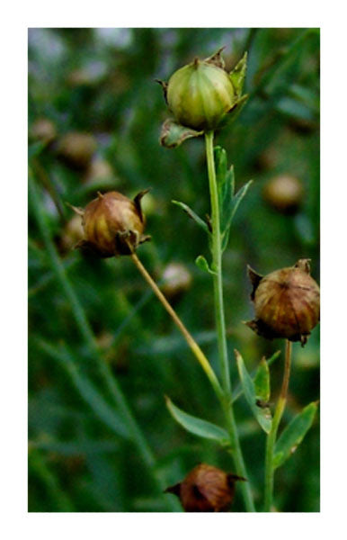 Flax seed 2 oz. Bulk Herb