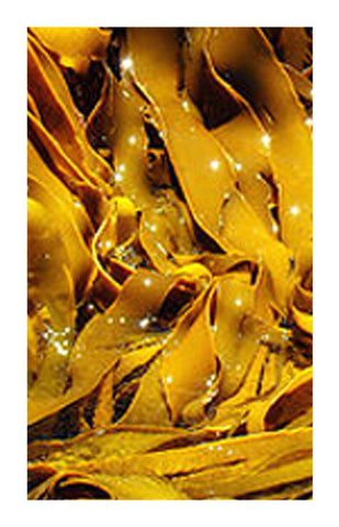 Kelp fronds 2 oz. Bulk Herb