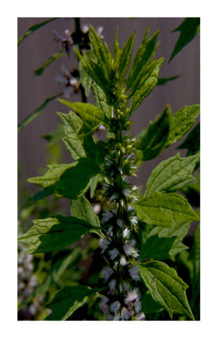 Motherwort Flowering Tops 2 oz. Bulk Herb