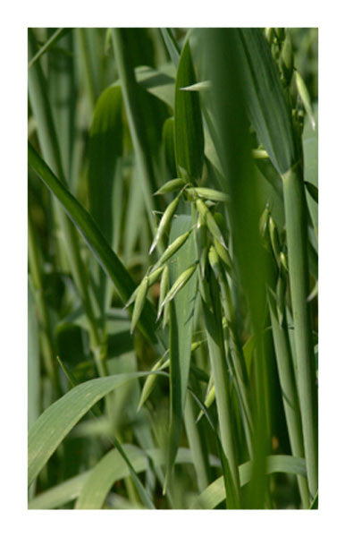 Oats Straw Example Oat Straw