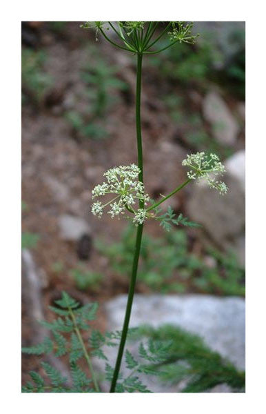 osha plant seeds Osha root 2 oz. Bulk Herb