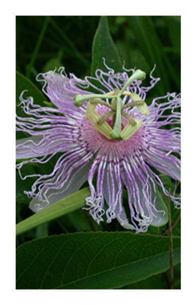 Passionflower leaf 2 oz. Bulk Herb