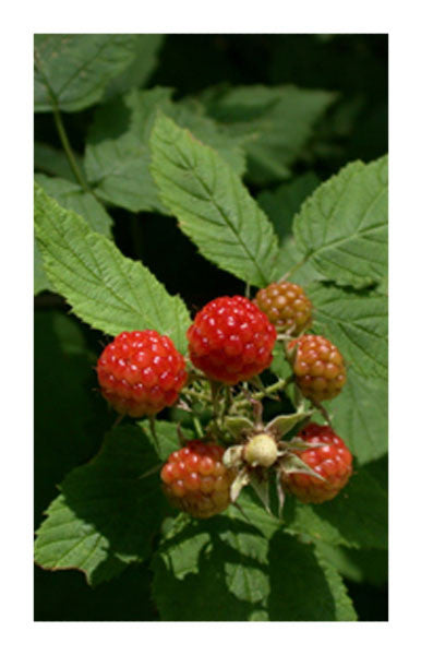Red Raspberry leaf 2 oz. Bulk Herb