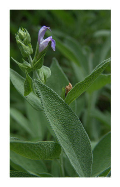 Sage leaf 2 oz. Bulk Herb
