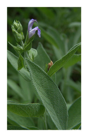 Sage leaf 2 oz. Bulk Herb