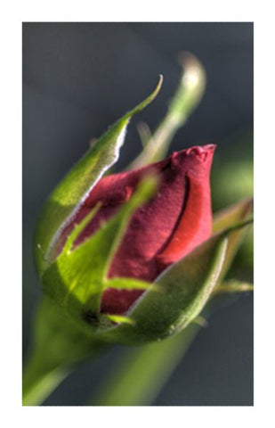 Roses, Red Blossom 2 oz. Bulk Herb