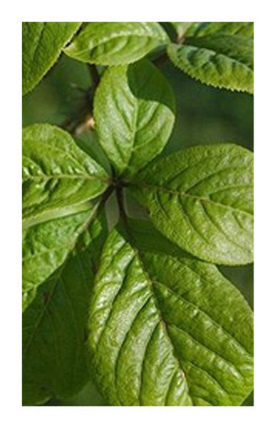 Siberian Eleuthero root 2 oz. Bulk Herb