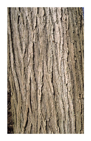 Slippery Elm inner bark 2 oz. Bulk Herb