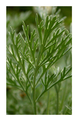 Wormwood herb 2 oz. Bulk Herb