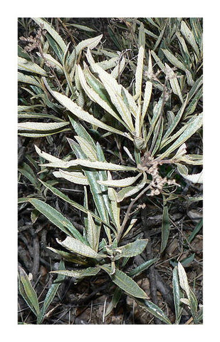 Yerba Santa leaf 2 oz. Bulk Herb